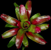 Neoregelia 'Shocking Pink' - Tropiflora