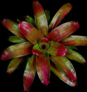 Neoregelia 'Shocking Pink' - Tropiflora