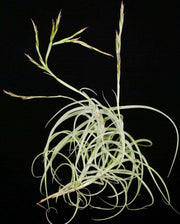 Tillandsia 'Wonga' - Tropiflora