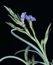 Tillandsia 'Wonga' - Tropiflora