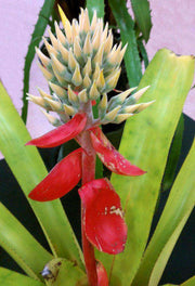 Aechmea tomentosa - Tropiflora