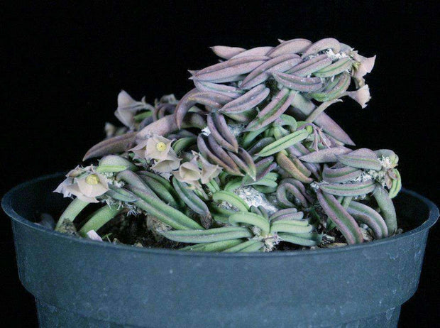 Euphorbia cylindrifolia v. tubifera - Tropiflora