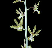 Eulophia andamanensis