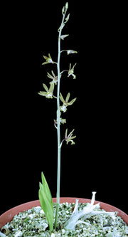 Eulophia andamanensis
