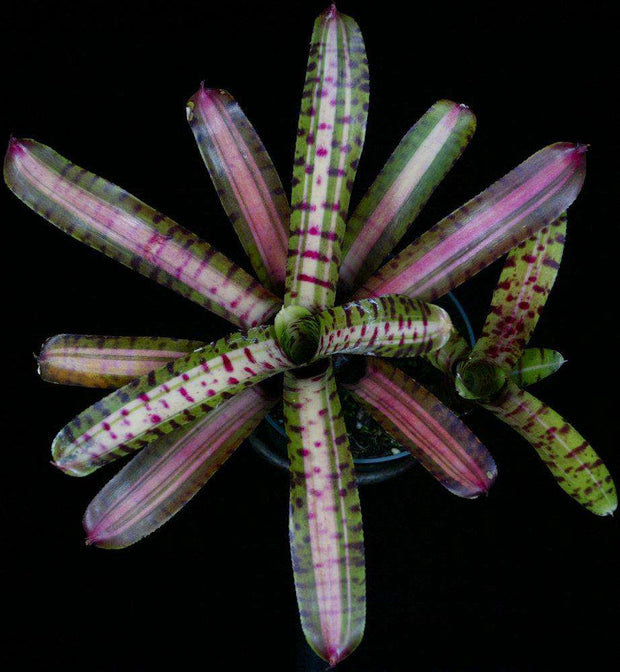 Neoregelia 'Palmares' - Tropiflora