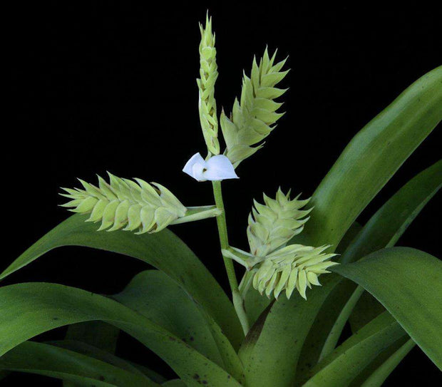 Racinaea venusta - Tropiflora