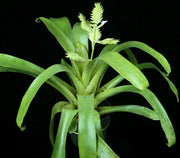 Racinaea venusta - Tropiflora