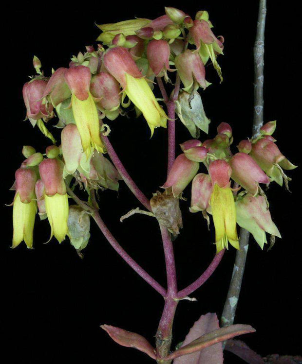 Kalanchoe waldheimii - Tropiflora