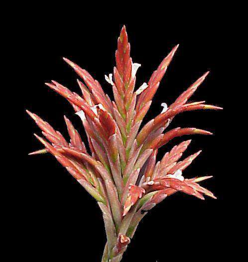 Tillandsia vernicosa - Tropiflora