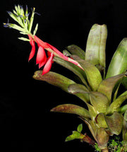 Billbergia 'Borracho' - Tropiflora