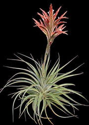 Tillandsia vernicosa - Tropiflora