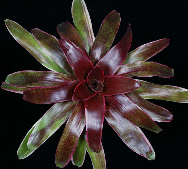 Neoregelia 'Provocateur' (#92 x Princeps) RLF - Tropiflora