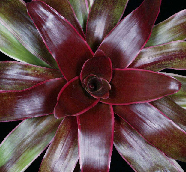 Neoregelia 'Provocateur' (#92 x Princeps) RLF - Tropiflora