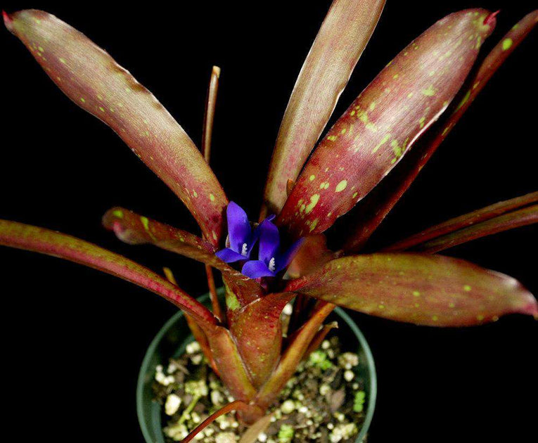 TÌNH YÊU CÂY CỎ ĐV 13  - Page 52 3456-2-Neoregelia-kerryi-Red-Form_1200x630