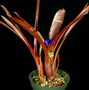 Neoregelia kerryi 'Red Form' - Tropiflora