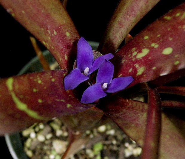 Neoregelia kerryi 'Red Form' - Tropiflora