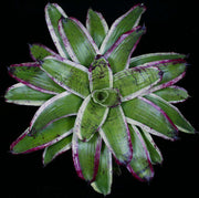 Neoregelia 'Intermezzo' - Tropiflora