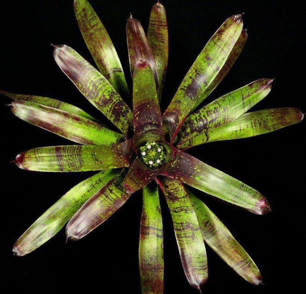Neoregelia 'Jalapeno' RLF - Tropiflora
