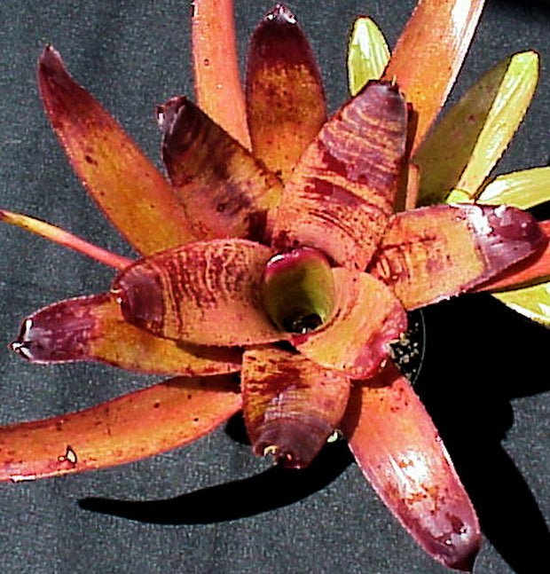 Neoregelia 'Mister Odean'