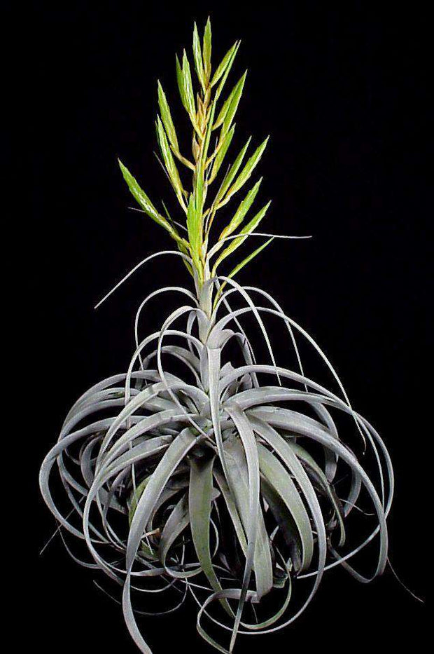 Tillandsia xerographica - Tropiflora