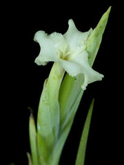 Tillandsia xiphioides Large Form - Tropiflora