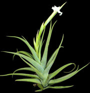 Tillandsia xiphioides Large Form - Tropiflora