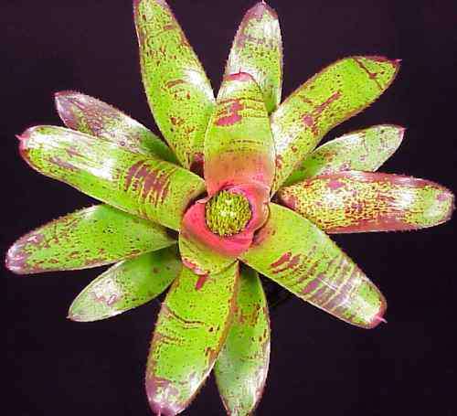 Neoregelia olens x concentrica 'Fairchild' - Tropiflora