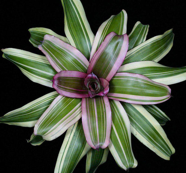 Neoregelia 'Nexus' - Tropiflora
