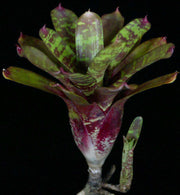 Neoregelia 'Checkerboard' - Tropiflora