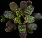Neoregelia 'Checkerboard' - Tropiflora