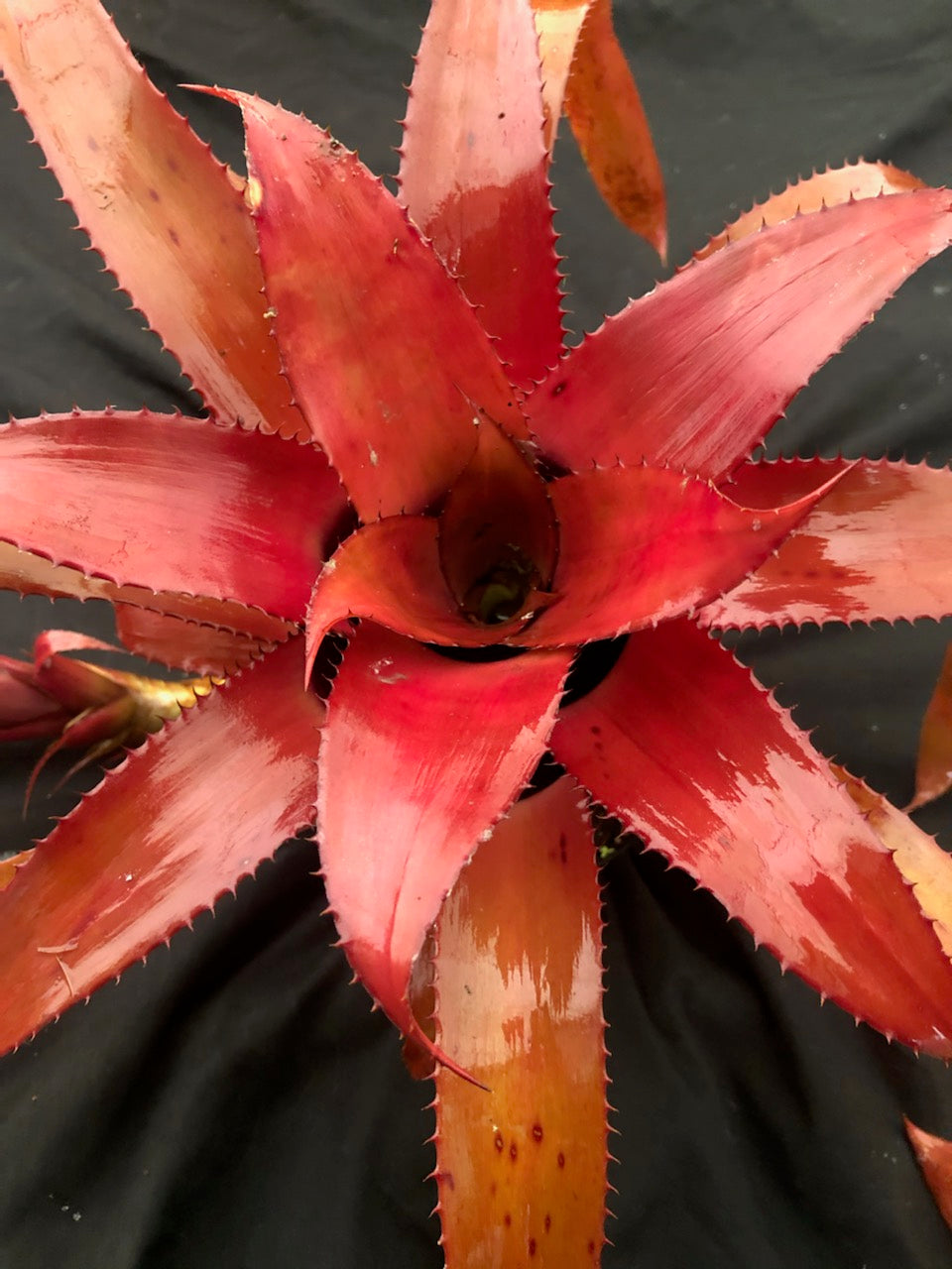 Neoregelia eleutheropetala ネオレゲリア 原種