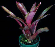 Neoregelia species (burgundy with spots) - Tropiflora