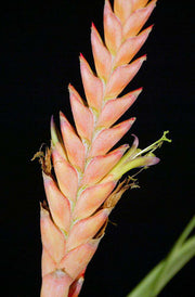 Tillandsia barclayana - Tropiflora