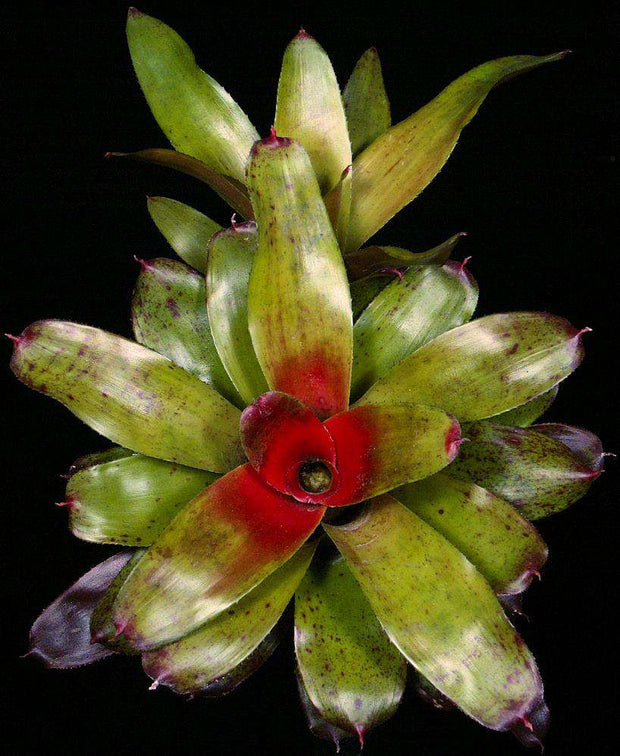 Neoregelia 'Topaz' - Tropiflora