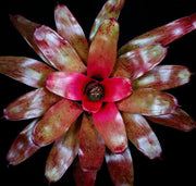 Neoregelia 'Topaz' - Tropiflora