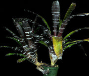 Aechmea 'Black Zombie' - Tropiflora