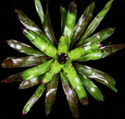 Neoregelia 'Oeser 100' - Tropiflora