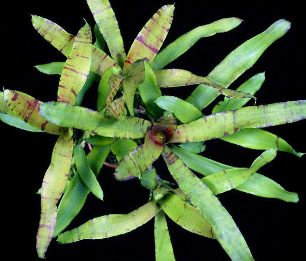 Neoregelia 'Tumbleweed' - Tropiflora
