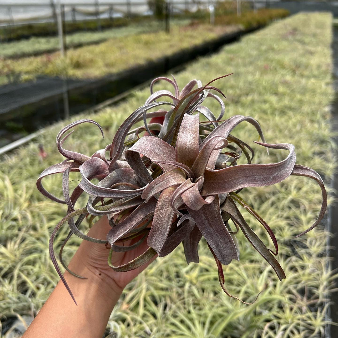 Tillandsia 'Red Robin' – Tropiflora
