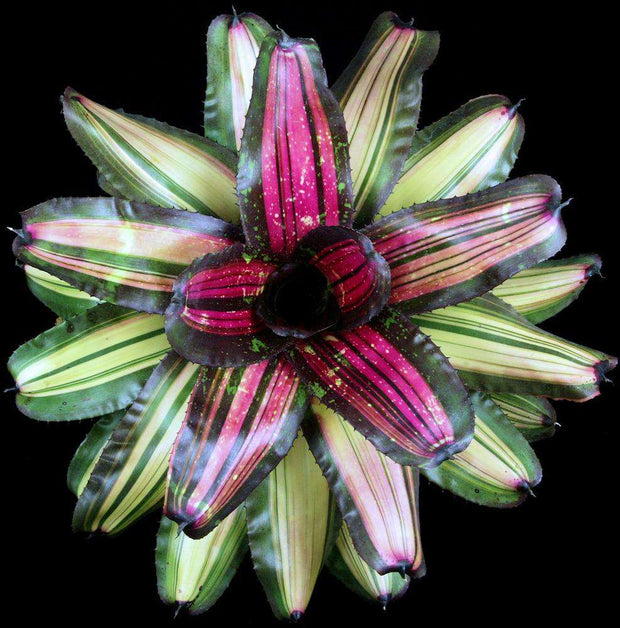 Neoregelia 'Megawatt' - Tropiflora