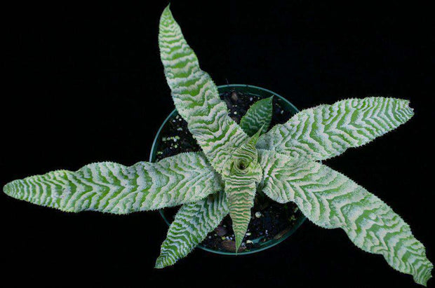 Cryptanthus 'Judy B' - Tropiflora
