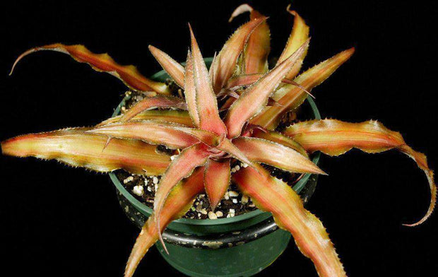 Cryptanthus 'Pixie' - Tropiflora