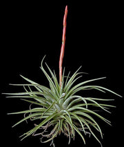 Tillandsia espinosae - Tropiflora
