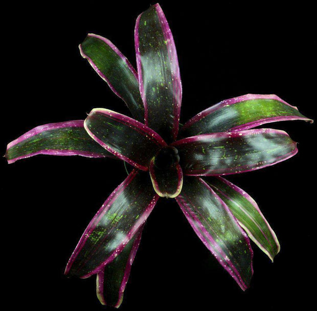 Neoregelia 'Deep Space' - Tropiflora