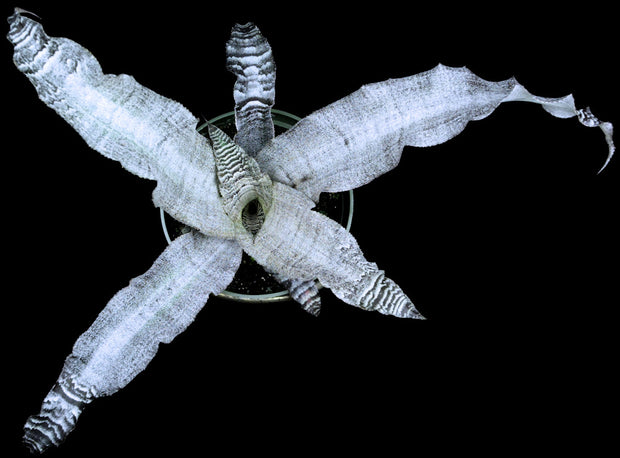 Cryptanthus 'Alternating Current'