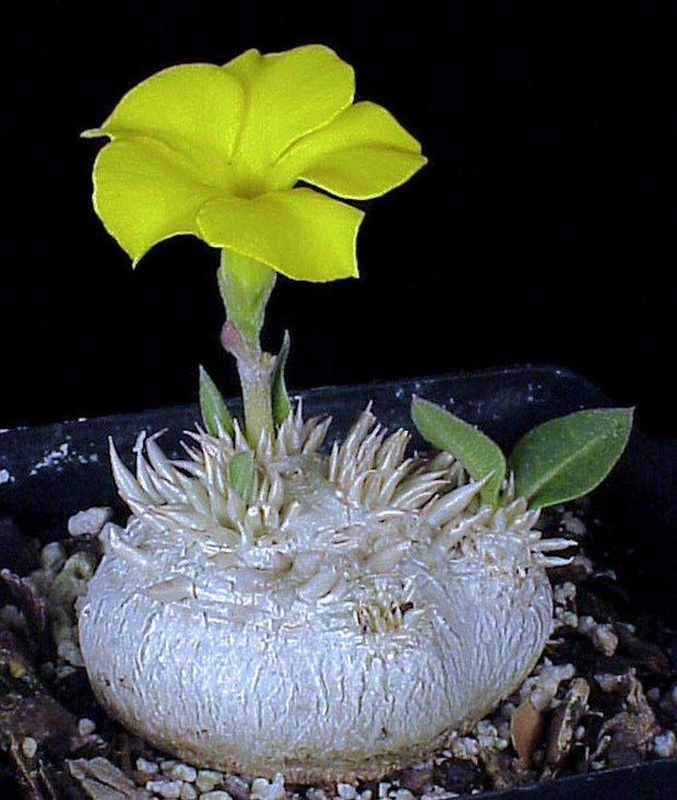 Pachypodium brevicaule - Tropiflora
