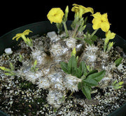 Pachypodium brevicaule - Tropiflora