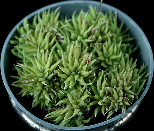 Haworthia chloracantha v. lilliputiana - Tropiflora