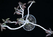 Euphorbia ambovombensis - Tropiflora