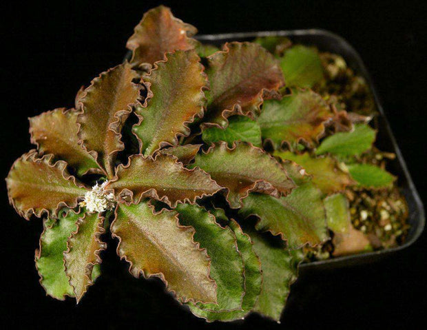 Euphorbia ambovombensis - Tropiflora